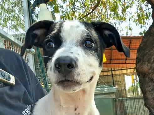 Adotta un cane, taglia media contenuta, maschio, Padova