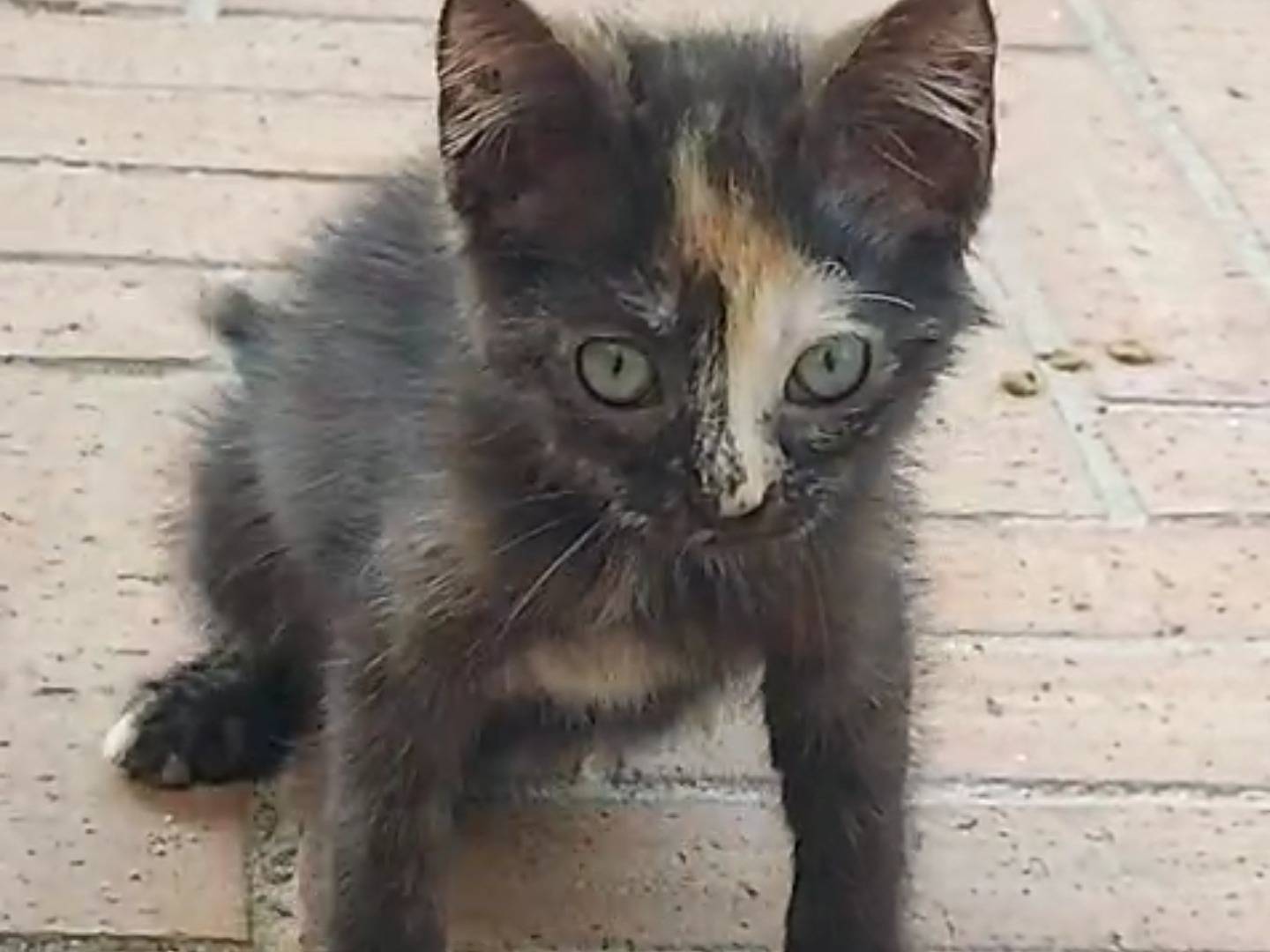 Adotta un gatto, femmina, 2 mesi, Catanzaro