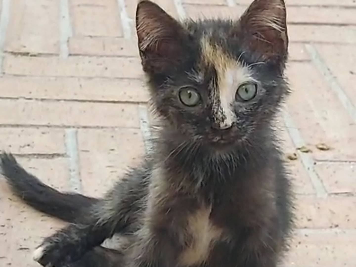 Adotta un gatto, taglia non valida, femmina, Catanzaro