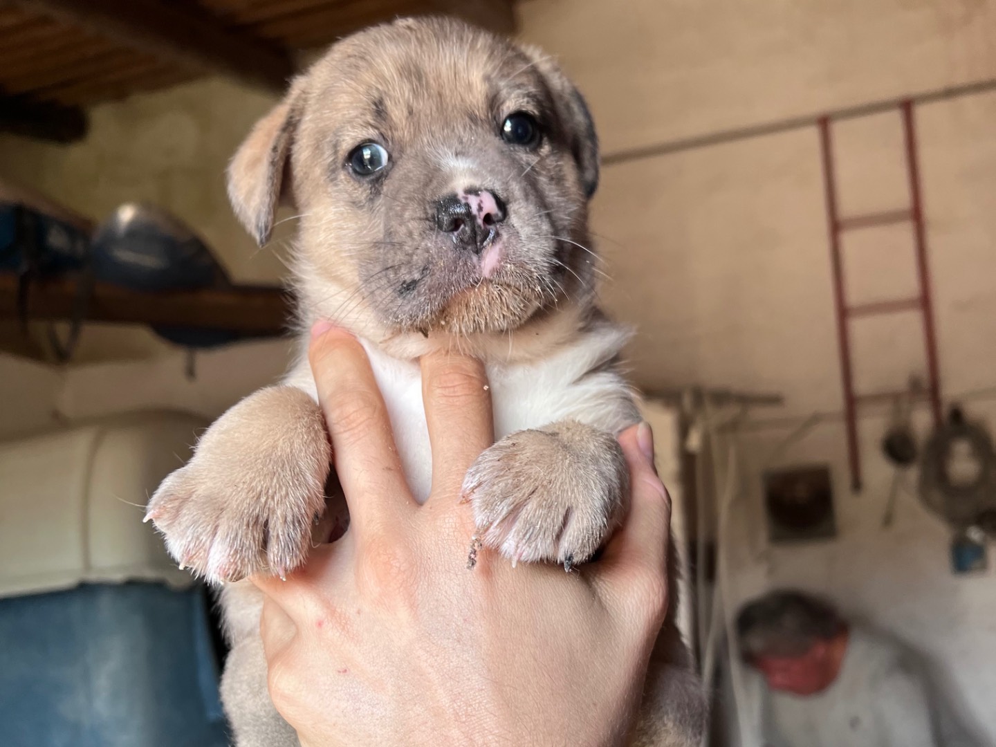 Adozione cane, maschio, Bulldog francese Razza sconosciuta, 1 mese, taglia piccola, Siracusa