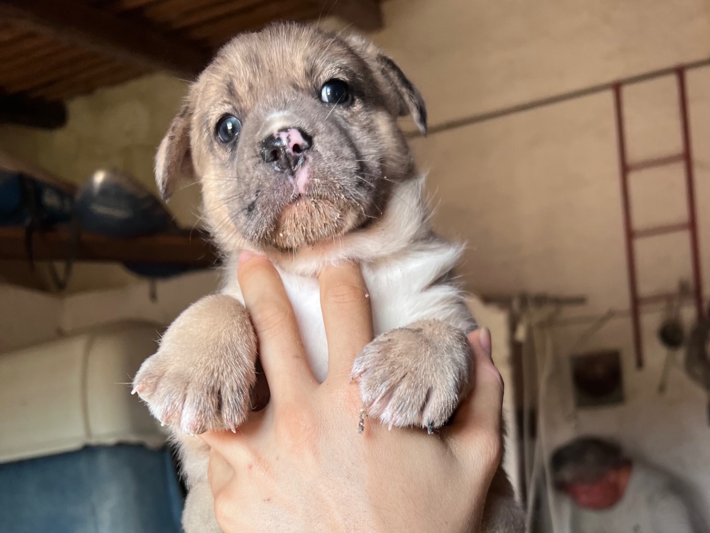 Adotta un cane, maschio, 1 mese, Siracusa