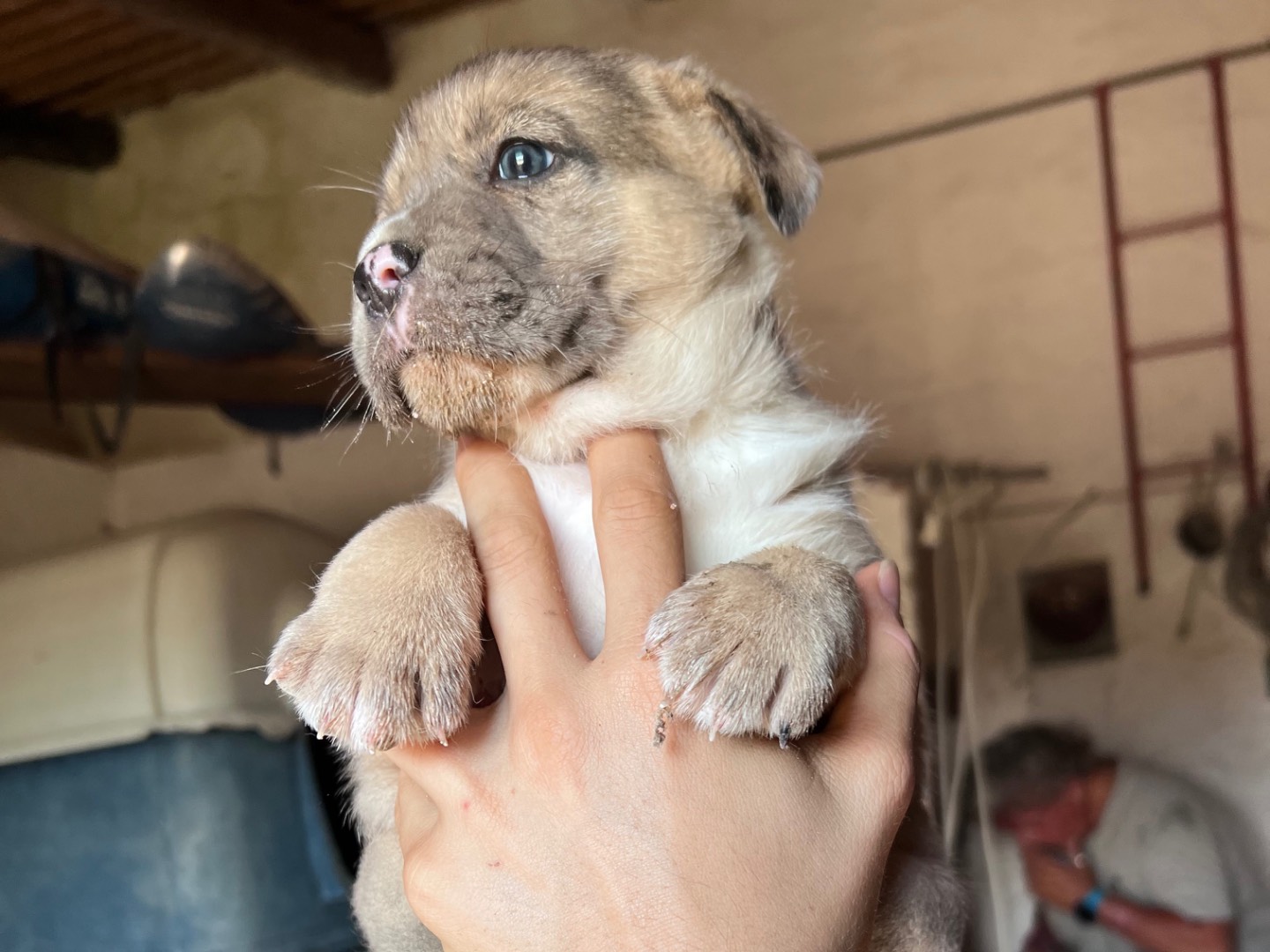 Adotta un cane, taglia piccola, maschio, Siracusa