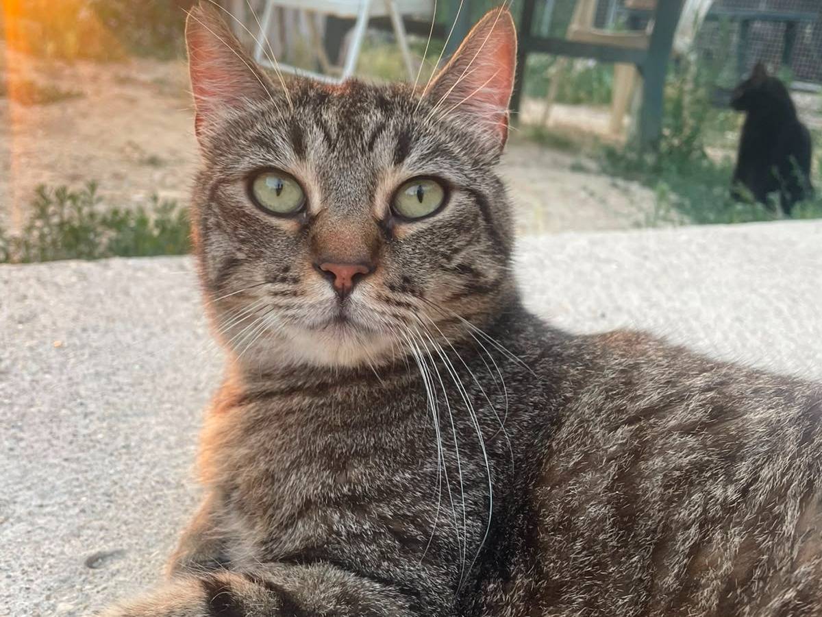 Adozione gatto, maschio, Razza sconosciuta Razza sconosciuta, 6 anni e 6 mesi, taglia non valida, Terni