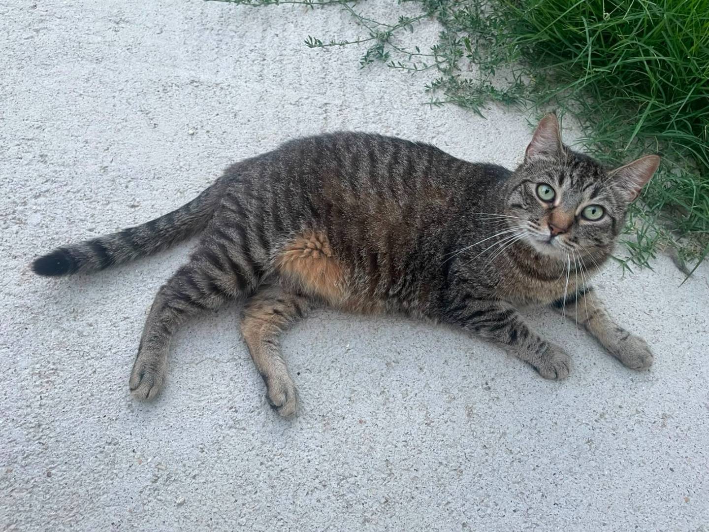 Adotta un gatto, taglia non valida, maschio, Terni