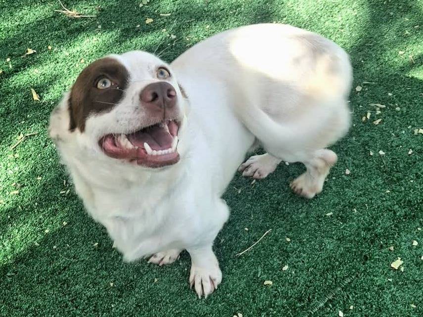Adotta un cane, maschio, 6 mesi, Padova
