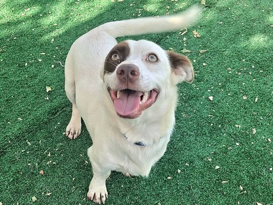 Adotta un cane, taglia piccola, maschio, Padova