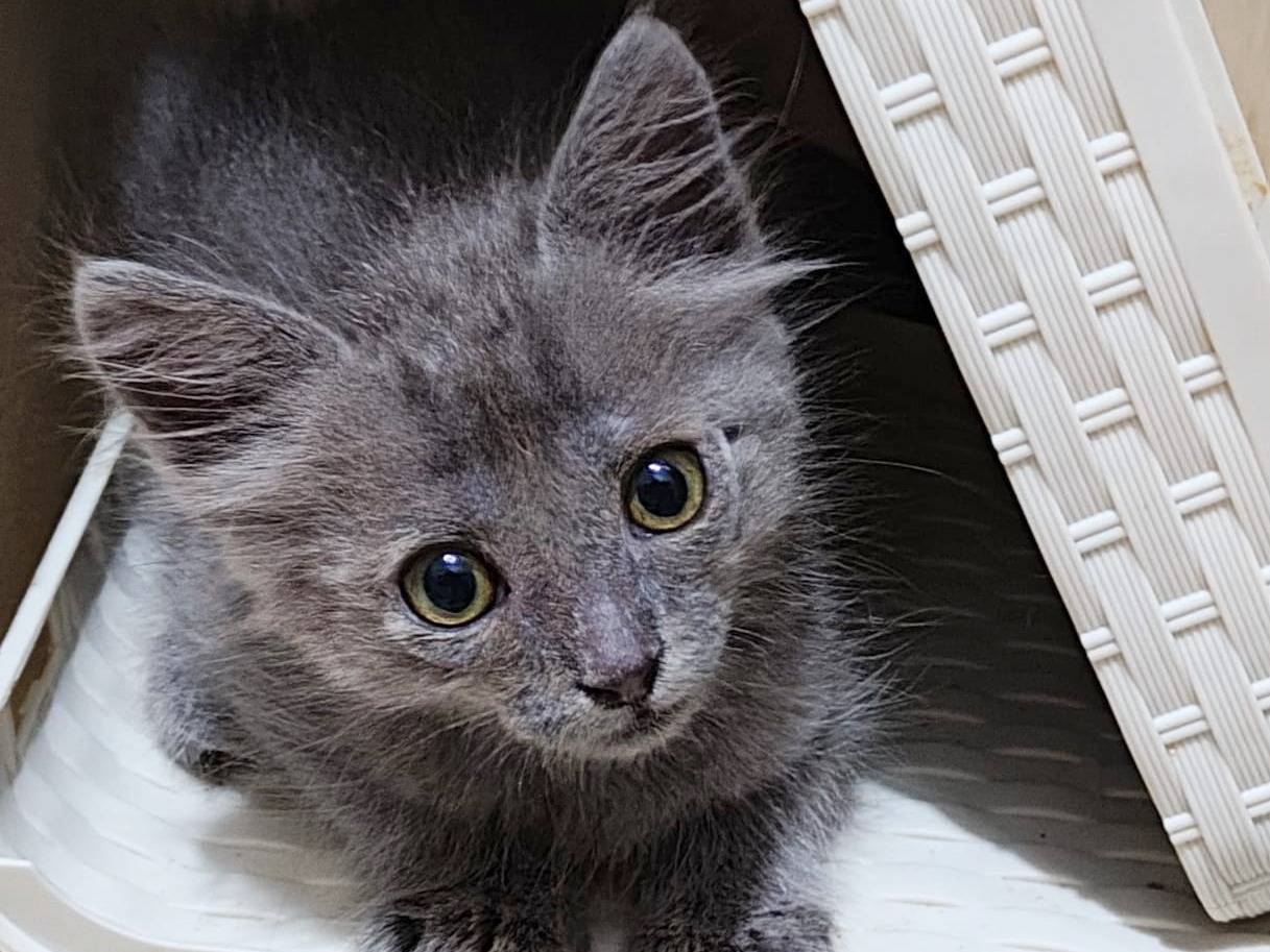 Adozione gatto, maschio, Razza sconosciuta Razza sconosciuta, 1 mese, taglia non valida, Cremona