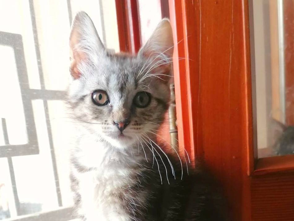Adozione gatto, maschio, Razza sconosciuta Razza sconosciuta, 2 mesi, taglia non valida, Cremona