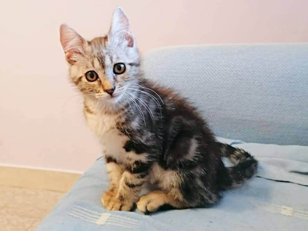 Adotta un gatto, maschio, 2 mesi, Cremona