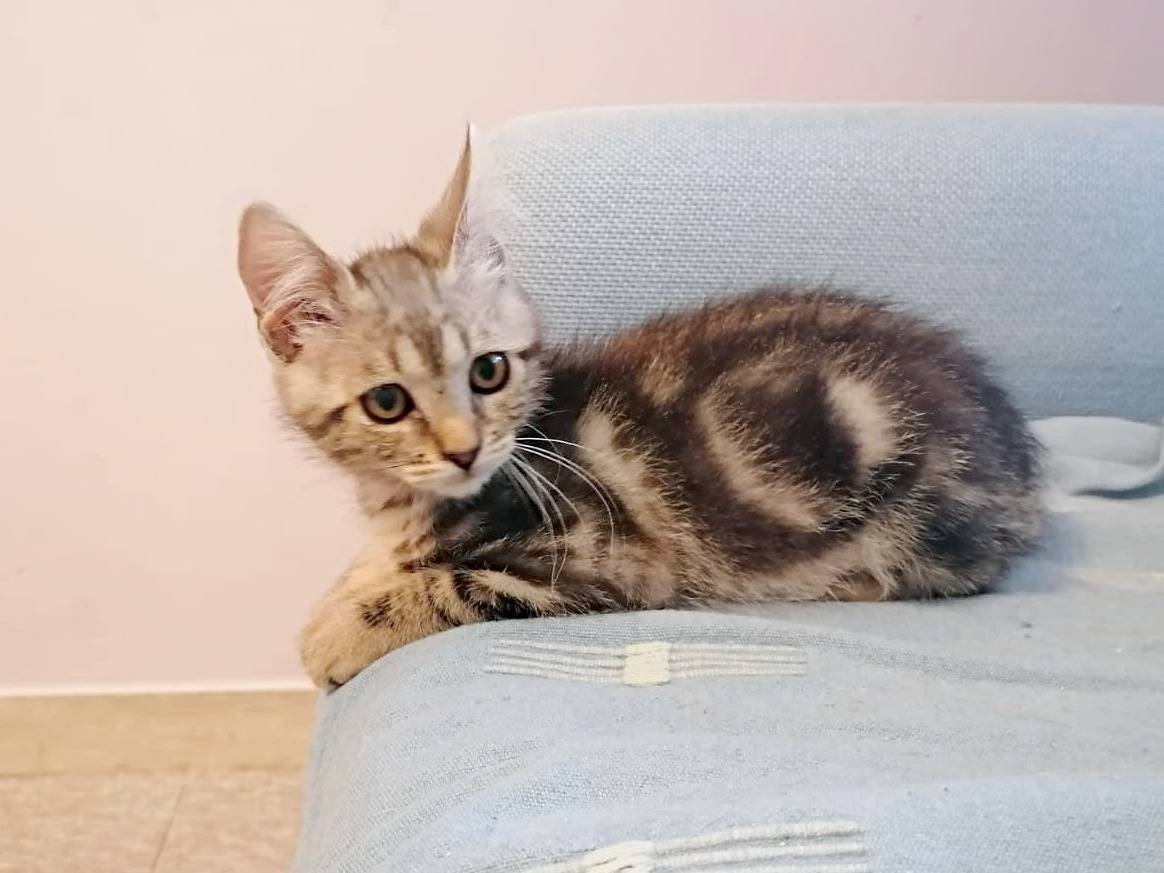 Adotta un gatto, taglia non valida, maschio, Cremona