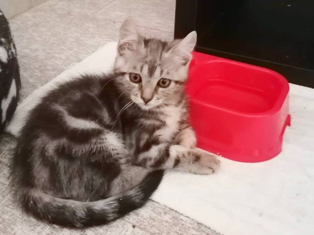 Vuoi adottare un gatto a Cremona?