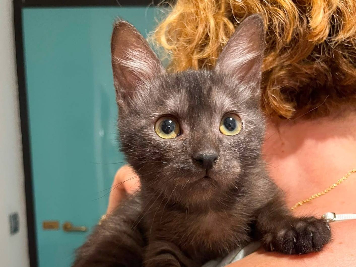 Adotta un gatto, maschio, 2 mesi, Cremona