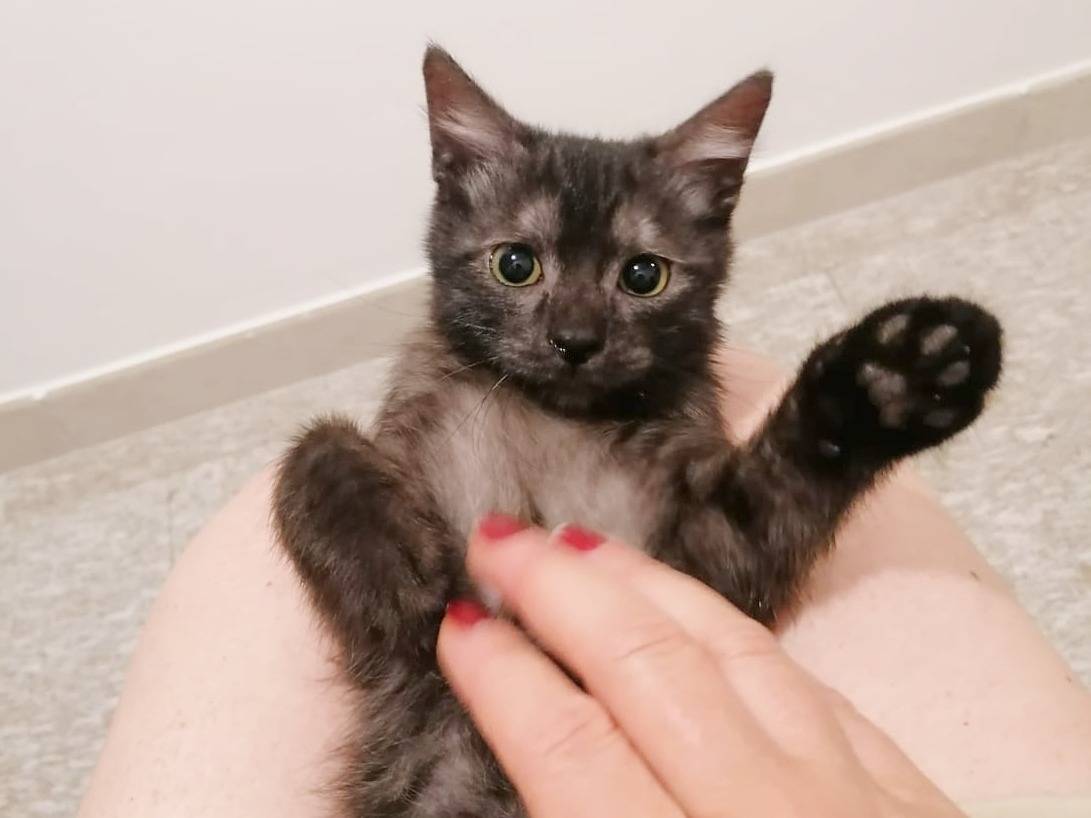 Adozione gatto, maschio, Razza sconosciuta Razza sconosciuta, 2 mesi, taglia non valida, Cremona