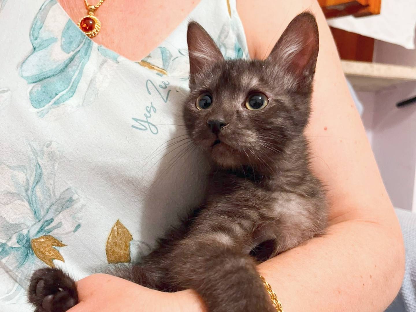 Adotta un gatto, taglia non valida, maschio, Cremona