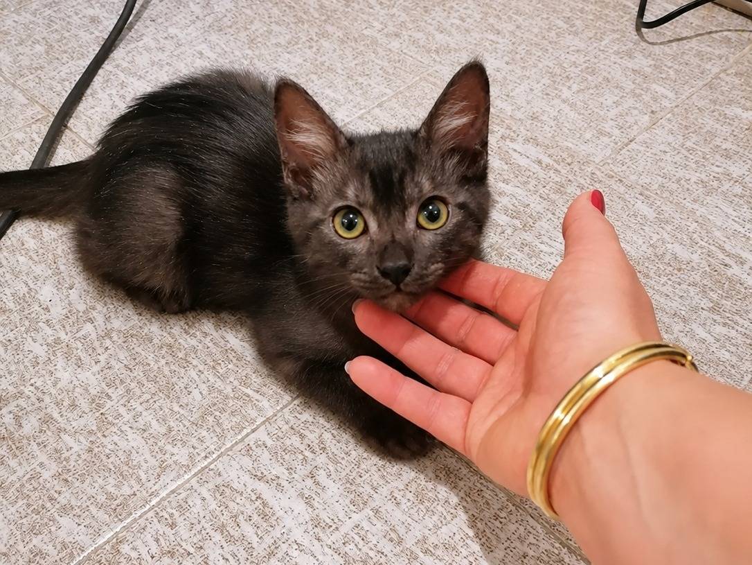 Vuoi adottare un gatto a Cremona?