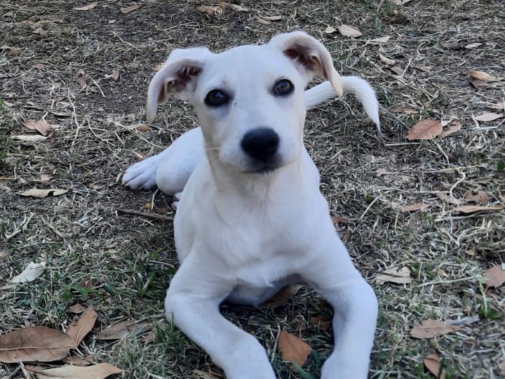 Adozione cane, femmina, Razza sconosciuta Razza sconosciuta, 4 mesi, taglia media, Salerno