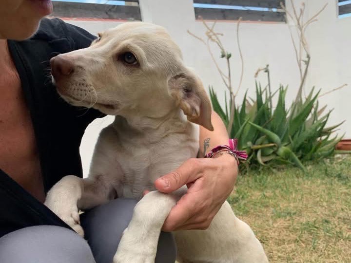 Adotta un cane, maschio, 4 mesi, Catanzaro