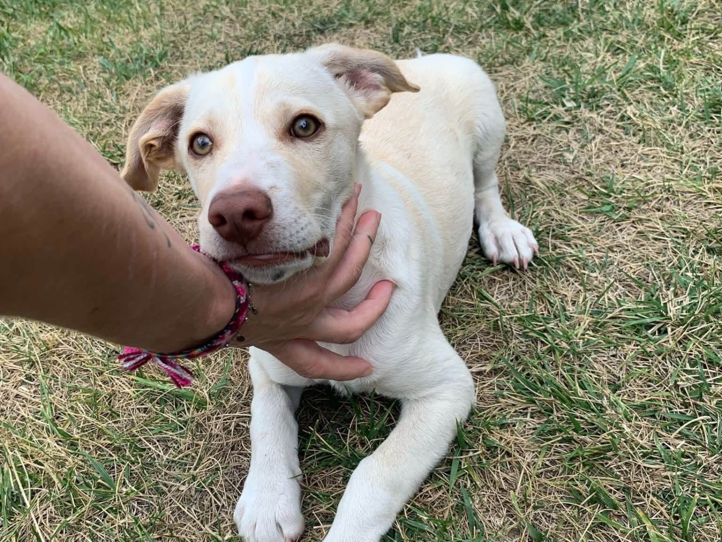 Adotta un cane, taglia media, maschio, Catanzaro