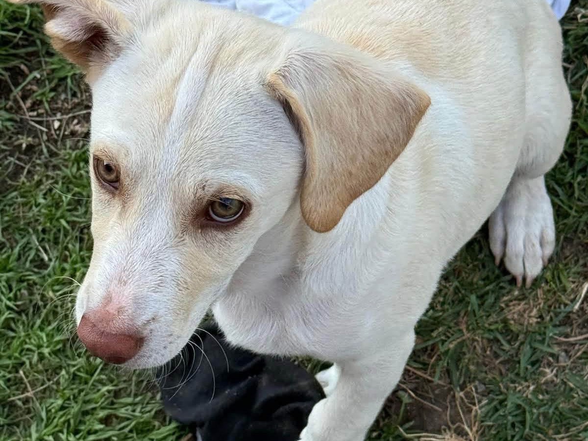 Vuoi adottare un cane a Catanzaro?