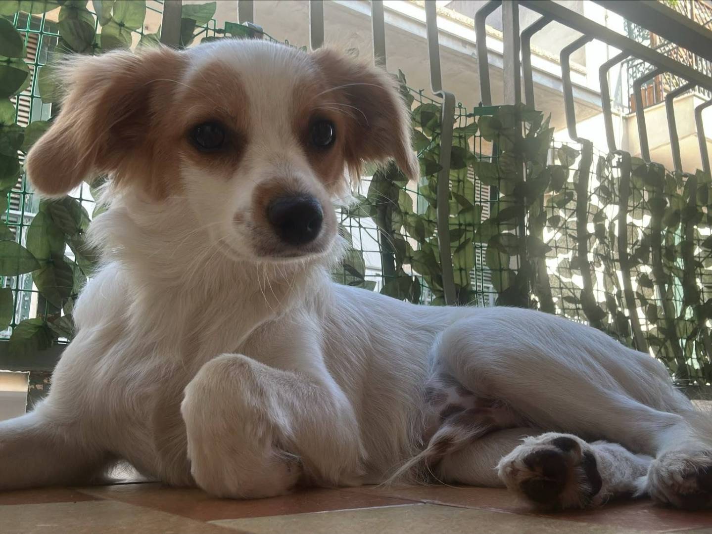 Adozione cane, maschio, Razza sconosciuta Razza sconosciuta, 7 mesi, taglia piccola, Bari