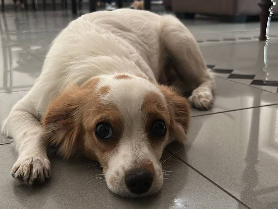 Adotta un cane, maschio, 7 mesi, Bari