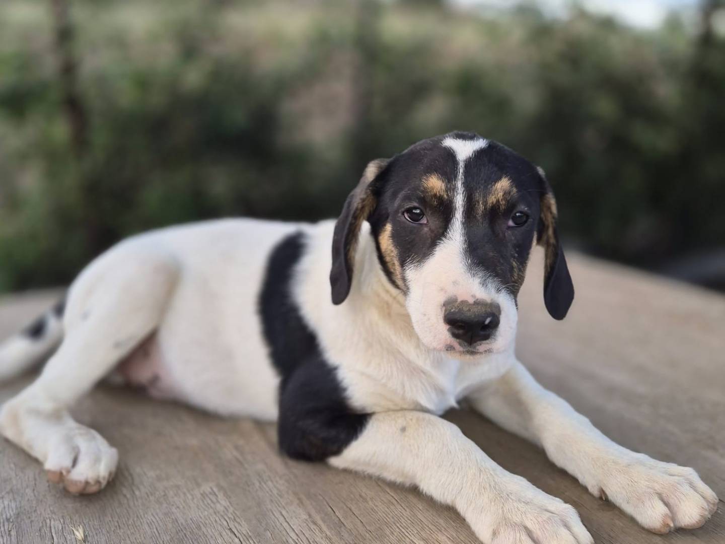 Adotta un cane, maschio, 5 mesi, Monza