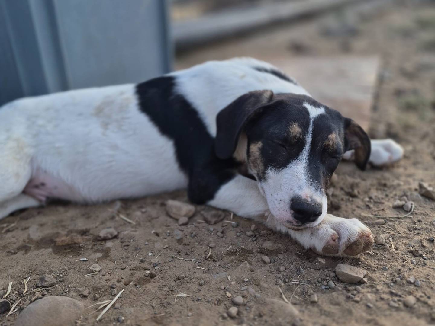 Adotta un cane, taglia media, maschio, Monza