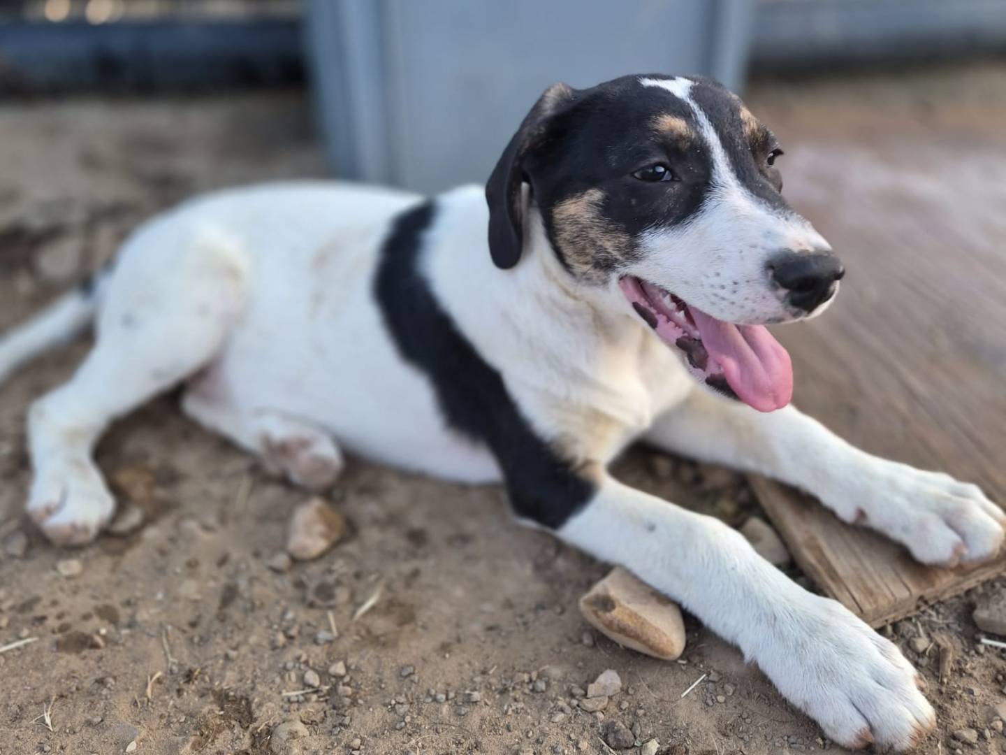 Vuoi adottare un cane a Monza?
