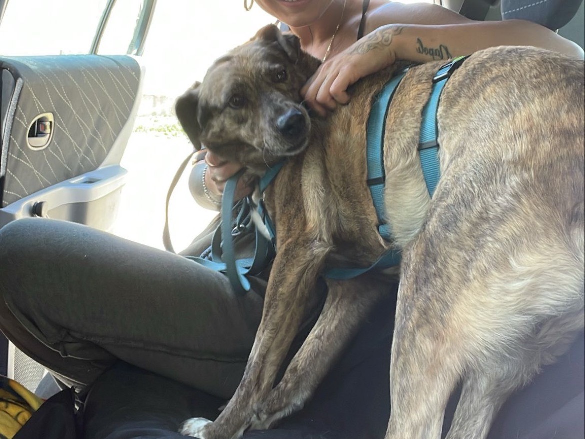 Adozione cane, femmina, Razza sconosciuta Razza sconosciuta, 14 anni e 5 mesi, taglia piccola, Torino