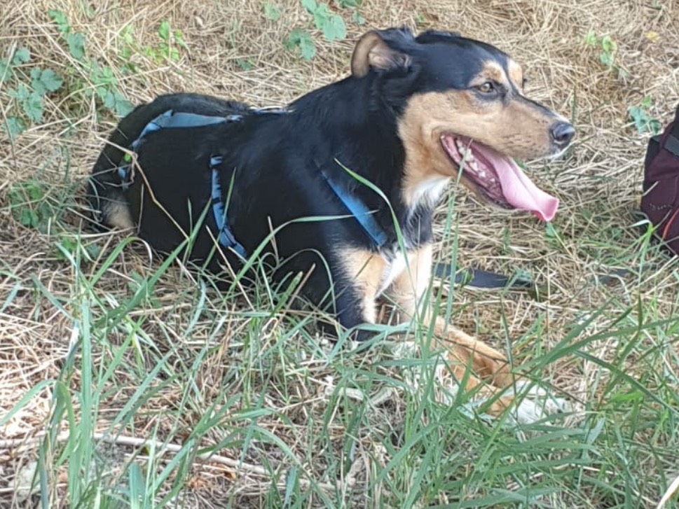 Adozione cane, femmina, Razza sconosciuta Razza sconosciuta, 2 anni e 5 mesi, taglia media, Torino