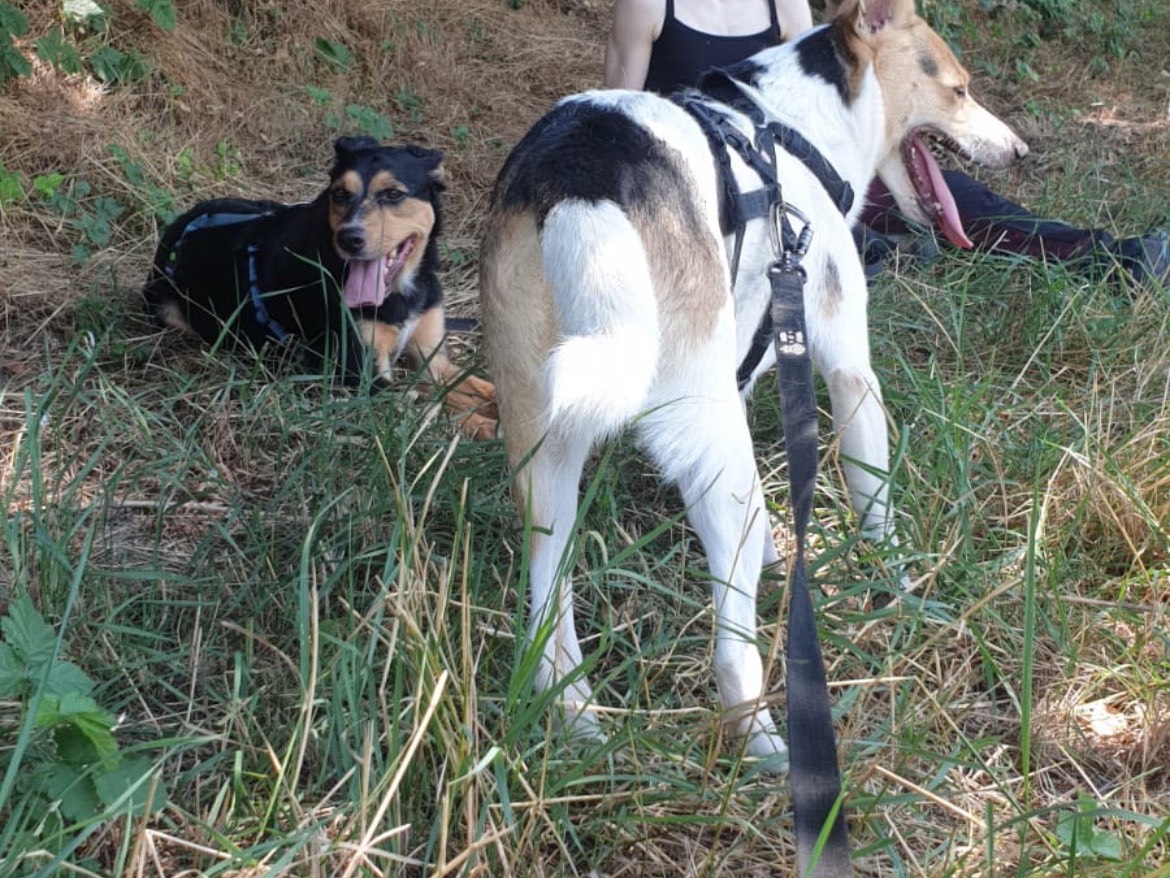 Adotta un cane, taglia media, femmina, Torino