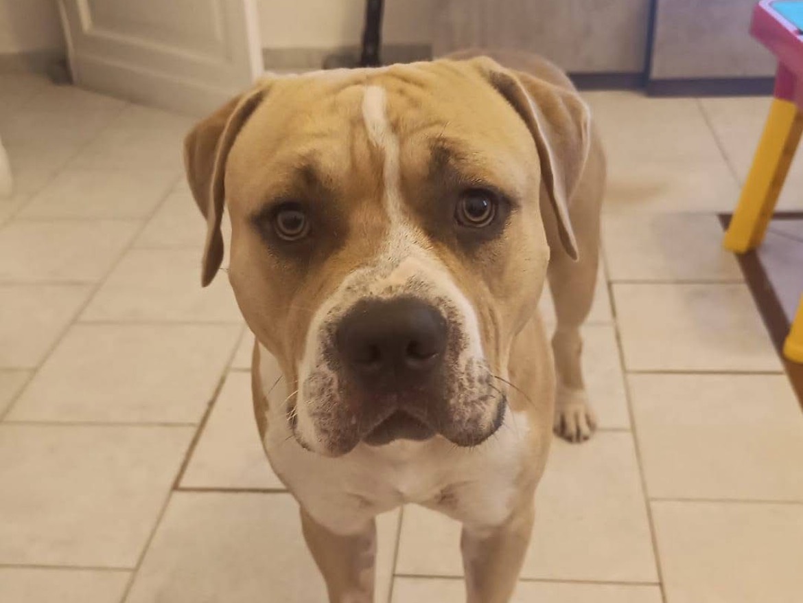 Adozione cane, maschio, American Staffordshire Terrier Razza sconosciuta, 2 anni e 3 mesi, taglia grande, Torino