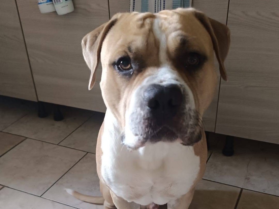 Adotta un cane, maschio, 2 anni e 3 mesi, Torino