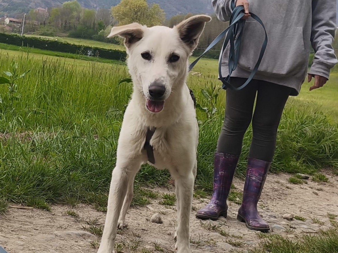 Adozione cane, femmina, Razza sconosciuta Razza sconosciuta, 2 anni e 4 mesi, taglia media, Torino