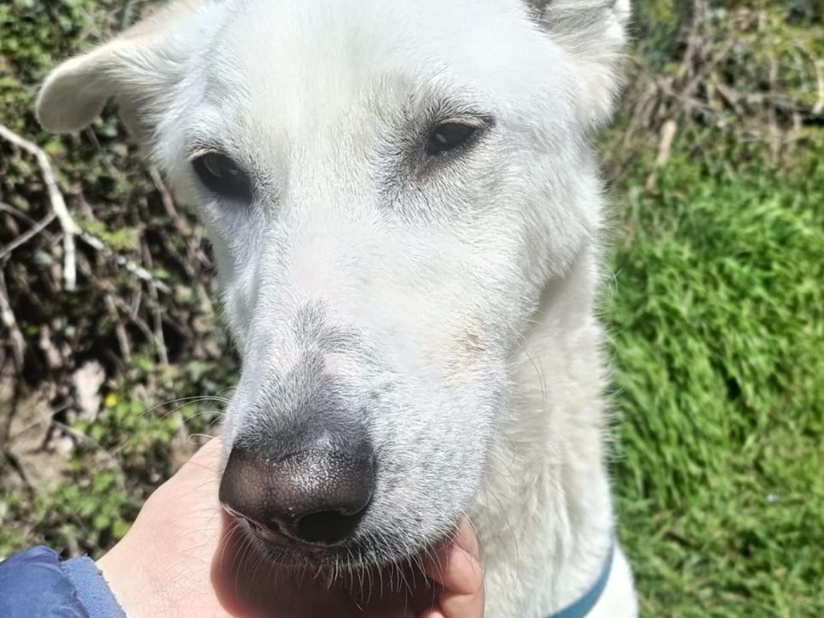 Adotta un cane, femmina, 2 anni e 4 mesi, Torino