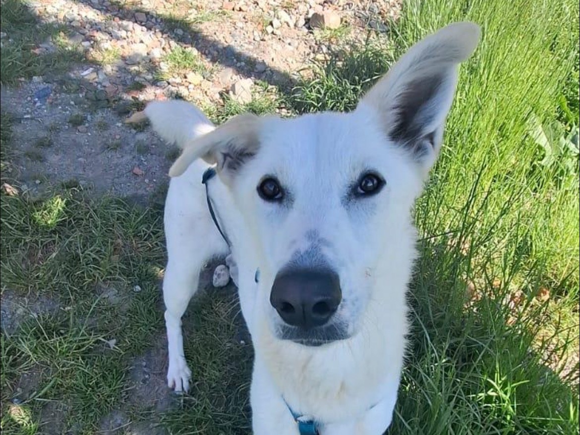 Adotta un cane, taglia media, femmina, Torino
