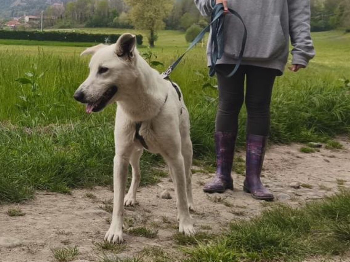 Vuoi adottare un cane a Torino?