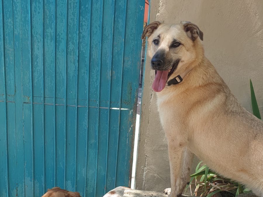 Adozione cane, maschio, Razza sconosciuta Razza sconosciuta, 2 anni e 6 mesi, taglia media, Torino