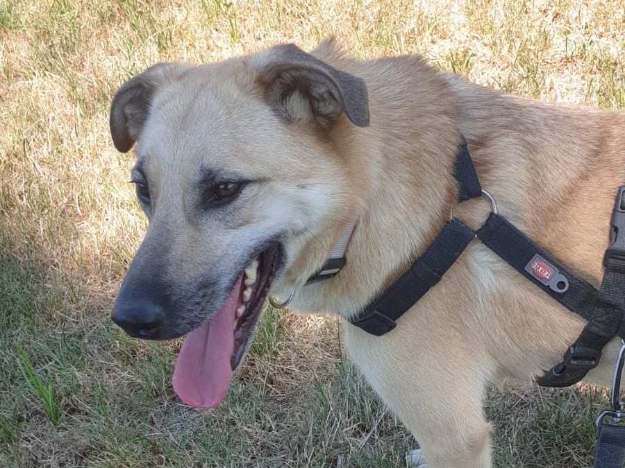 Adotta un cane, taglia media, maschio, Torino