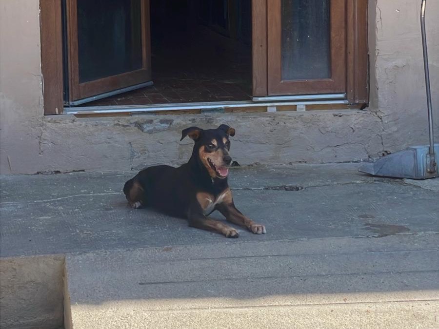 Adozione cane, maschio, Razza sconosciuta Razza sconosciuta, 9 anni e 10 mesi, taglia piccola, Torino