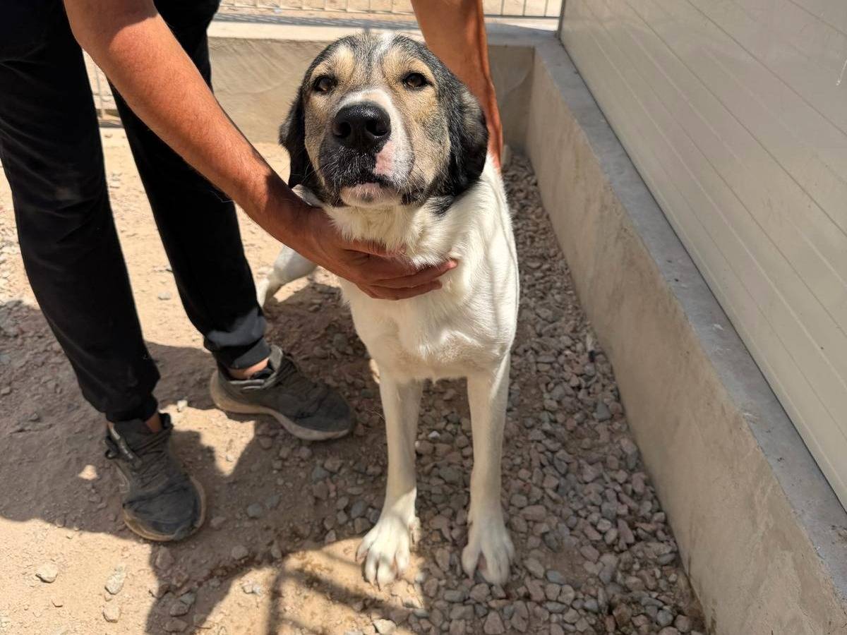 Adozione cane, maschio, Razza sconosciuta Razza sconosciuta, 2 anni e 5 mesi, taglia grande, Sassari