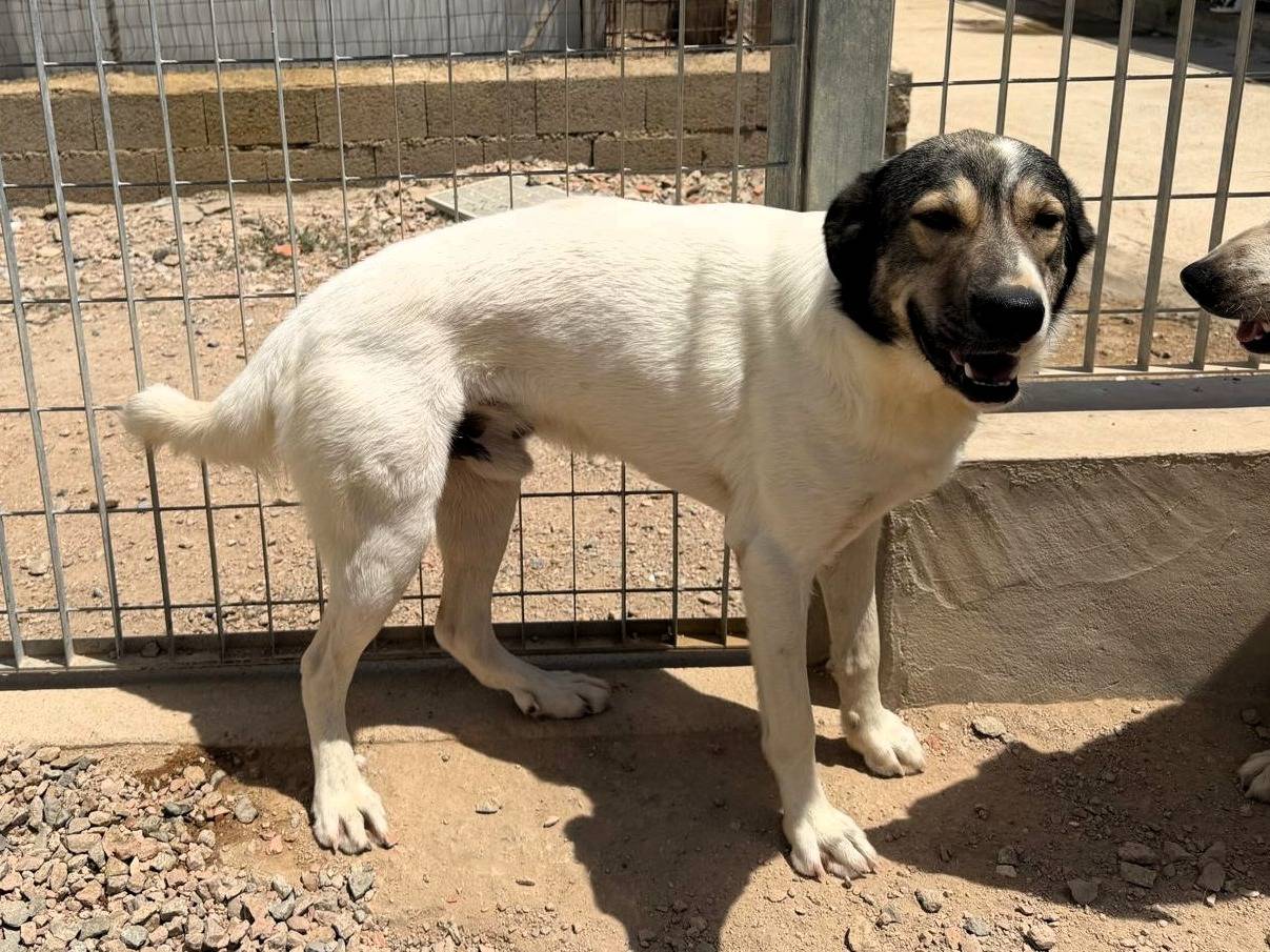 Adotta un cane, maschio, 2 anni e 5 mesi, Sassari