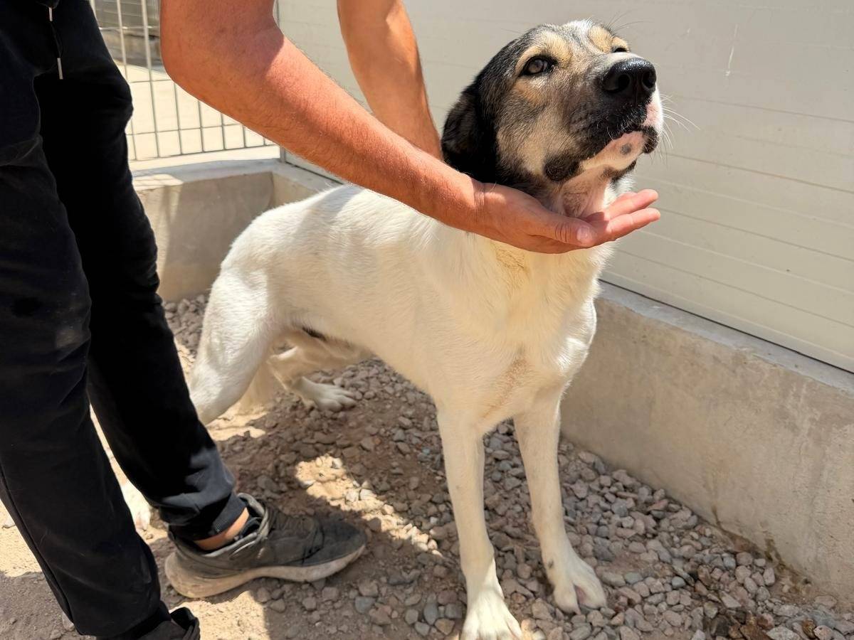 Adotta un cane, taglia grande, maschio, Sassari