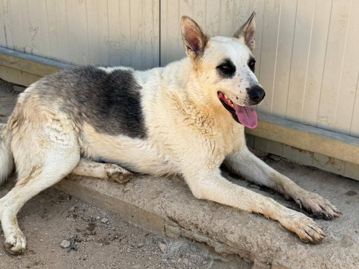 Adotta un cane, femmina, 2 anni e 9 mesi, Sassari