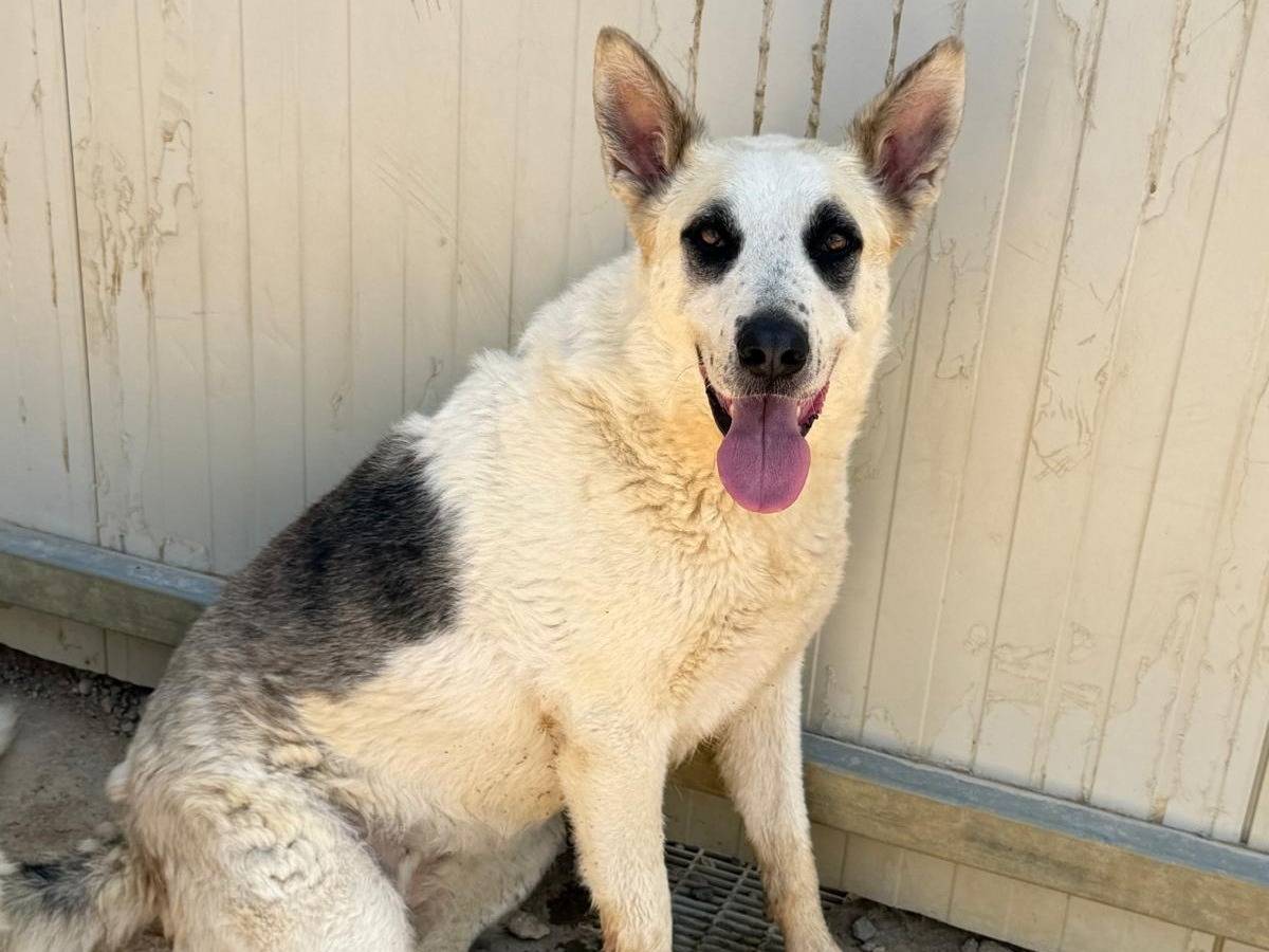 Adozione cane, femmina, Razza sconosciuta Razza sconosciuta, 2 anni e 9 mesi, taglia grande, Sassari