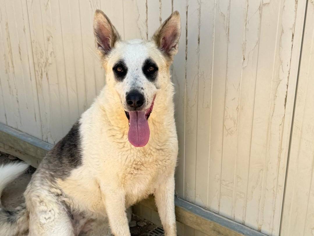 Adotta un cane, taglia grande, femmina, Sassari