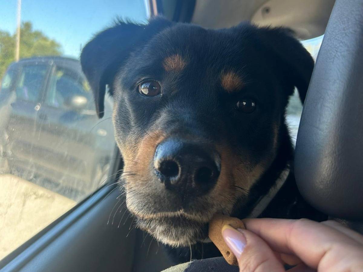 Adozione cane, femmina, Rottweiler Razza sconosciuta, 11 mesi, taglia media, Catania