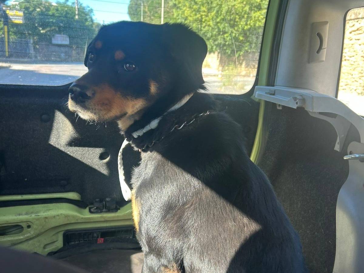 Adotta un cane, femmina, 11 mesi, Catania
