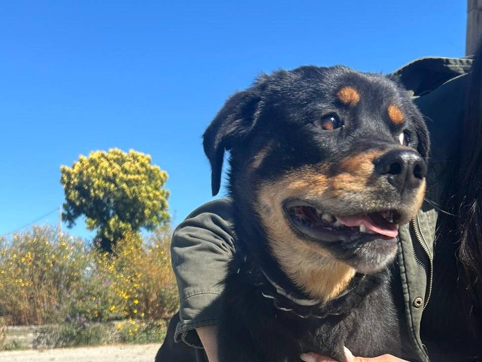 Adotta un cane, taglia media, femmina, Catania