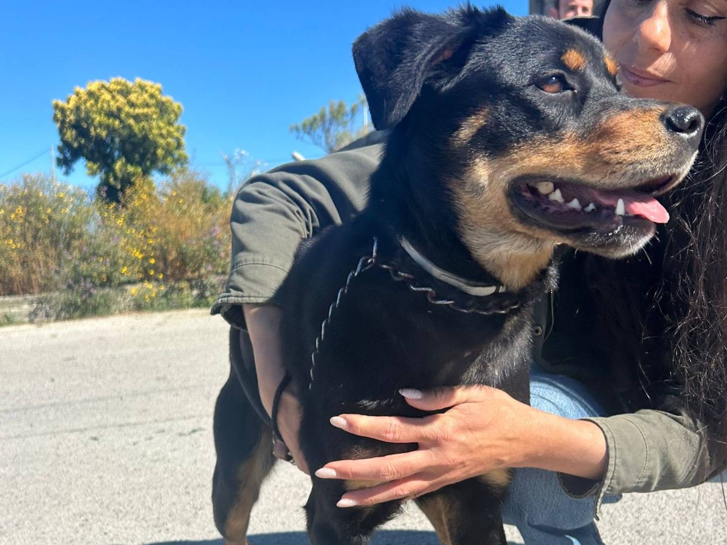 Vuoi adottare un cane a Catania?